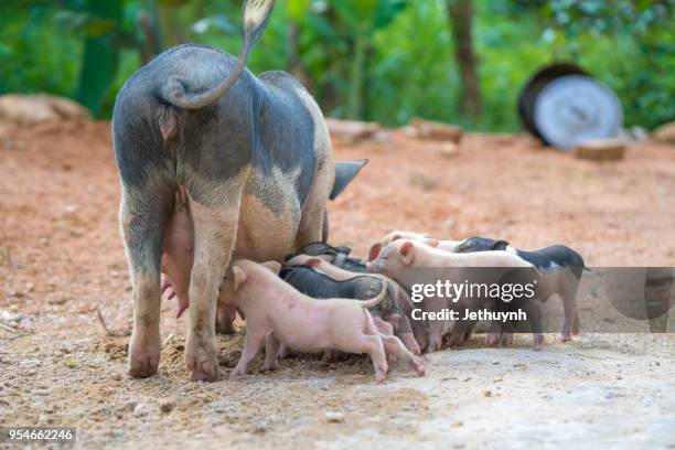 wild pig mother and her baby pigs - quảng ngãi stock pictures, royalty-free photos & images