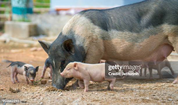 wild pig mother and her baby pigs - quảng ngãi stockfoto's en -beelden