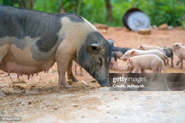 wild pig mother and her baby pigs - quảng ngãi fotografías e imágenes de stock