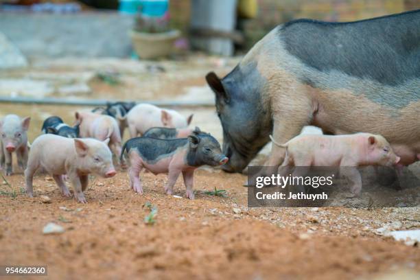 wild pig mother and her baby pigs - quảng ngãi fotografías e imágenes de stock