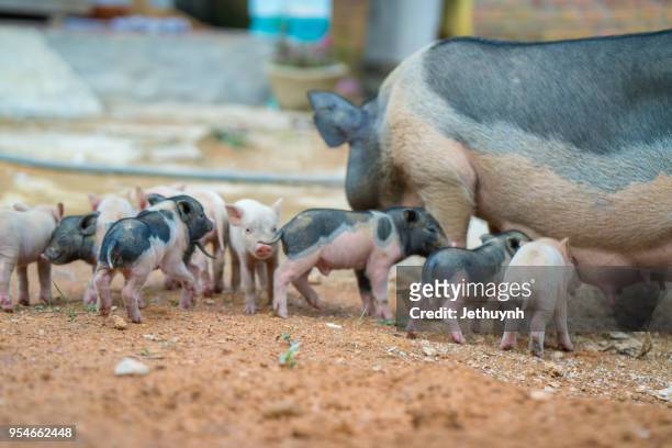 wild pig mother and her baby pigs - quảng ngãi stockfoto's en -beelden