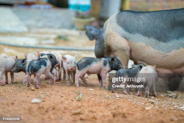 wild pig mother and her baby pigs - quảng ngãi stock pictures, royalty-free photos & images