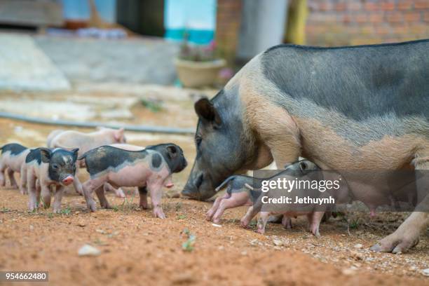 wild pig mother and her baby pigs - quảng ngãi fotografías e imágenes de stock