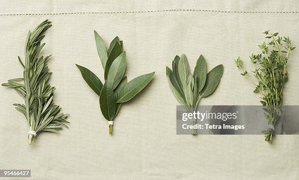 herbs - sage stockfoto's en -beelden