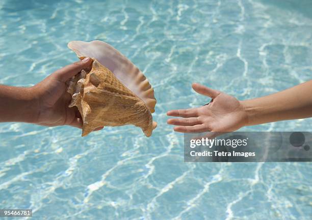 156 Hand Holding Conch Shell Stock Photos, High-Res Pictures, and ...
