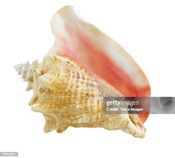conch shell - coquille et coquillage photos et images de collection