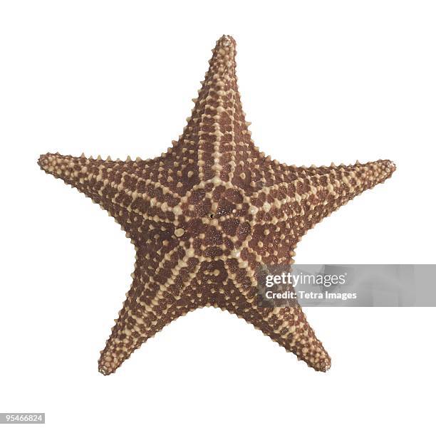 starfish - starfish 個照片及圖片檔