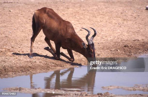 Bubale caama s'agenouillant pour boire à un point d'eau dans le Parc national d'Etosha, en 1995, Namibie.