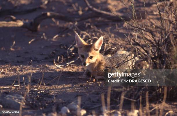 Renard du Cap dans le Parc national d'Etosha, en 1995, Namibie.