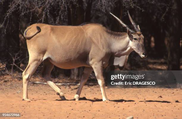 Eland dans le parc national de Waterberg, en 1996, Namibie.