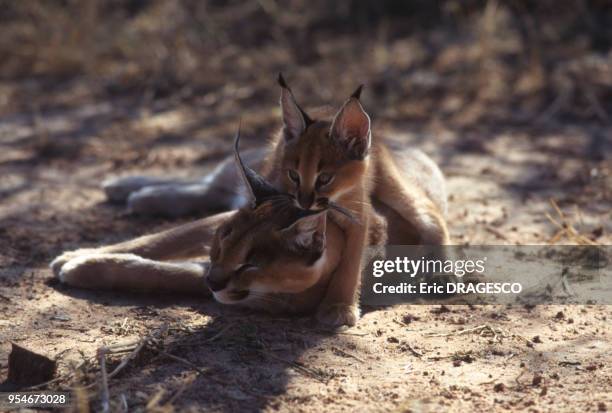 Femelle caracal avec son petit qui lui mord l'oreille pour jouer, dans la Erindi Private Game Reserve, en 1997, Namibie.