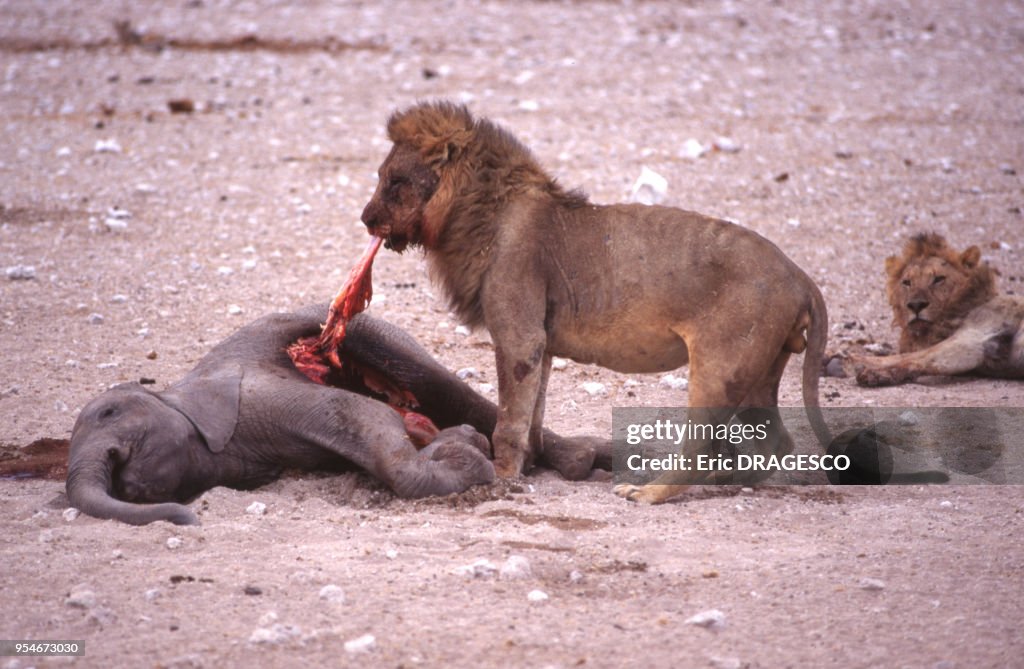 Lion en Namibie