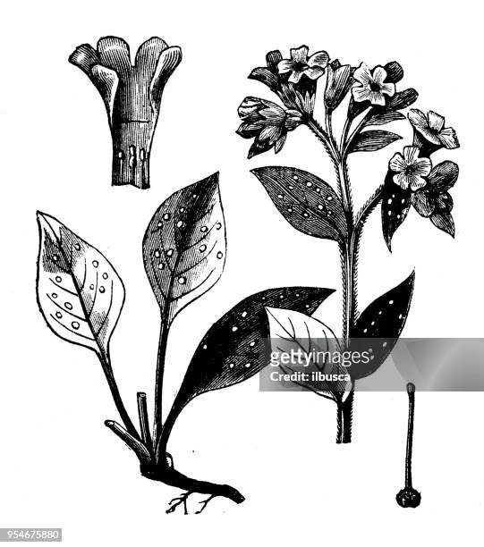 illustrations, cliparts, dessins animés et icônes de plantes de botanique antique illustration de gravure : pulmonaire - pulmonaire officinale