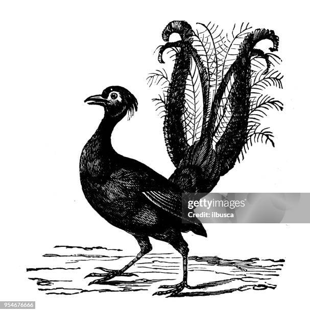 animals antique engraving illustration: lyre bird - lyre bird stock illustrations