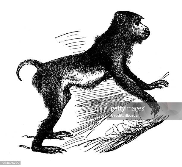 animals antique engraving illustration: pig tailed macaque - macaque stock illustrations