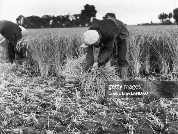 Récolte du riz en Chine, circa 1950.