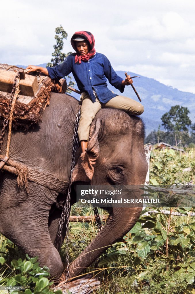 Elephant avec son cornac en Thaïlande