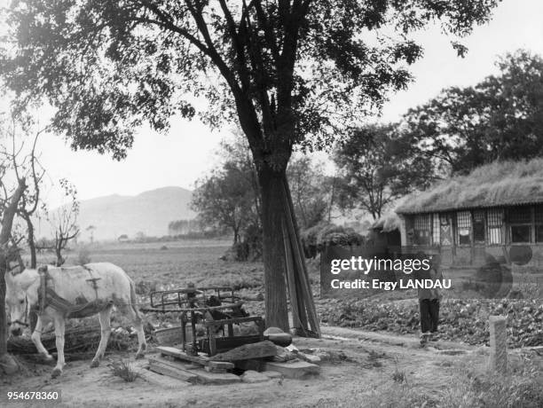 Système d'irrigation d'une ferme actionné par un cheval, en Chine, circa 1950.