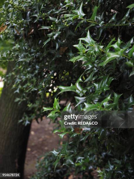 Orto Botanico di Brera, botanical garden, University of Milan, Milan, Lombardy, Italy, Europe.