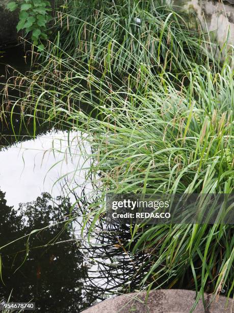 Orto Botanico di Brera, botanical garden, University of Milan, Milan, Lombardy, Italy, Europe.