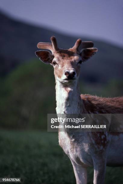 Daim en Ecosse, en 1978, en Ecosse, Royaume-Uni.