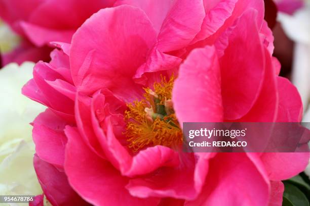 Peonies, Italy.