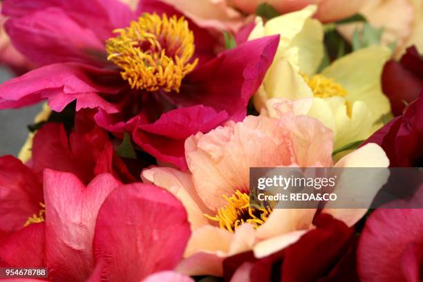 Peonies, Italy.