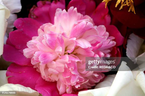 Peonies, Italy.