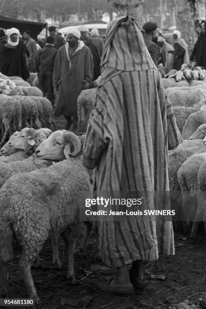 Vente de moutons sur le marché à Alger, circa 1960, Algérie.