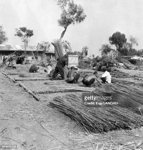 Séchage de la récolte de bambous en Chine, circa 1950.