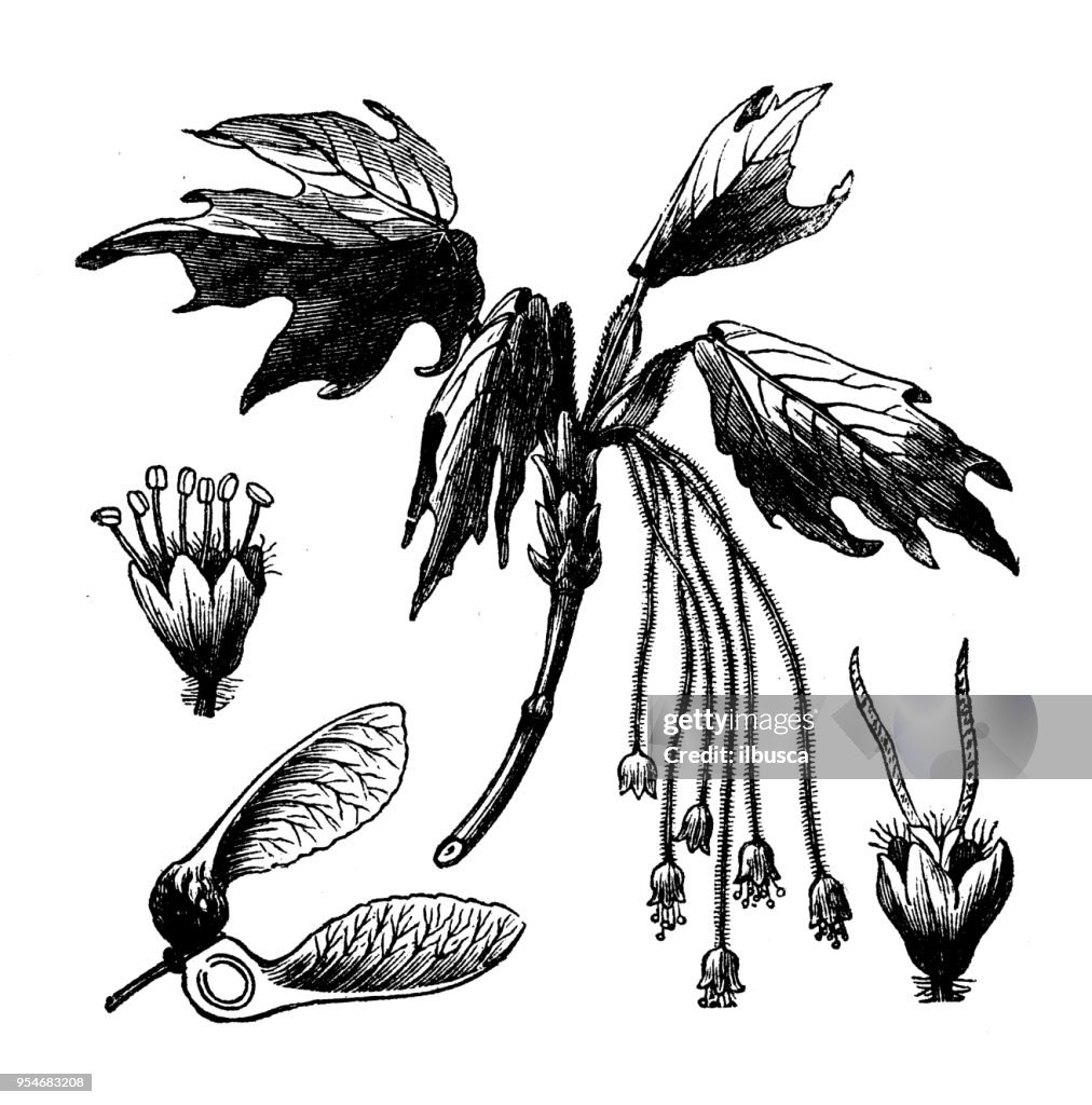 Botany plants antique engraving illustration: Sugar Maple