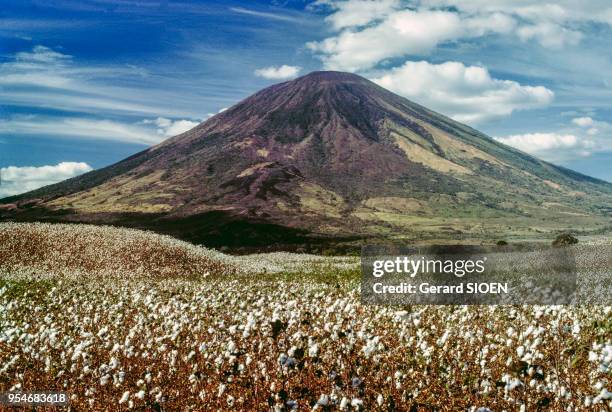 Champ de coton au pied du volcan San Miguel au Salvador, en mars 1979.