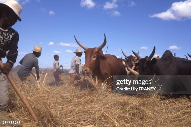Madagascar Riz 35 Madagascar Riz Stock Photos, High-Res Pictures, and Images - Getty ...