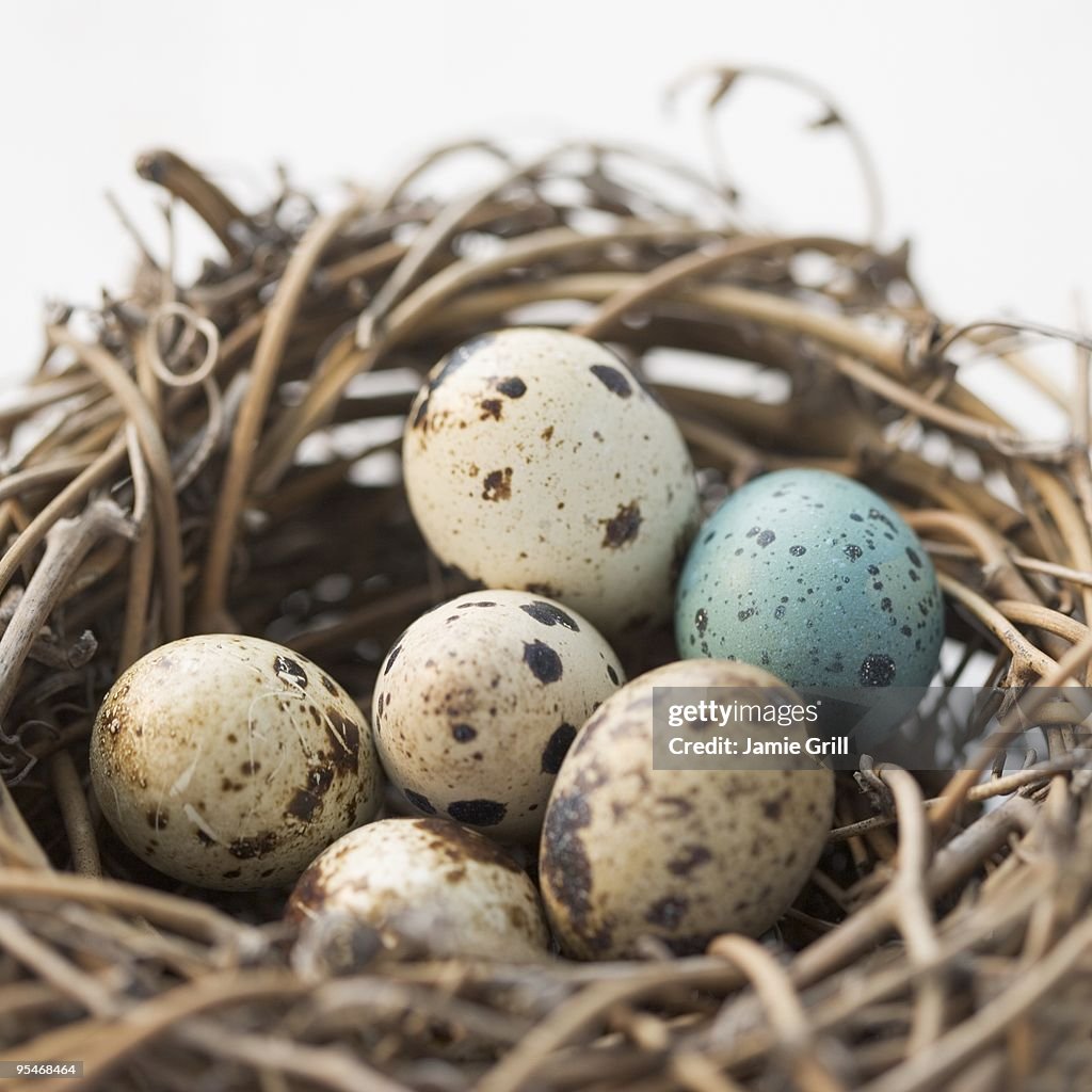 Eggs in a nest