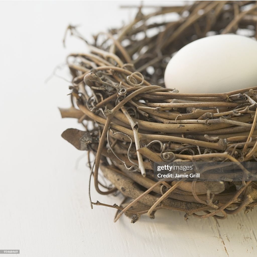 Egg in a nest