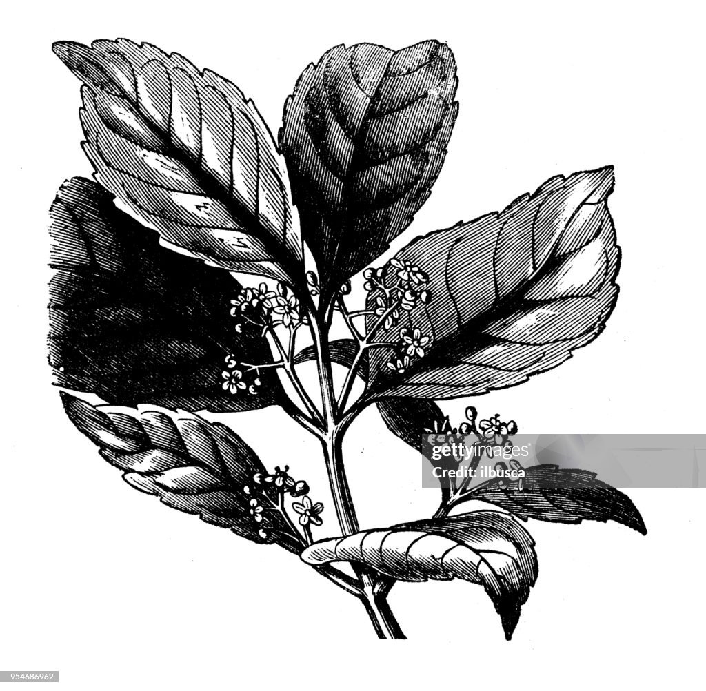 Botany plants antique engraving illustration: Maté