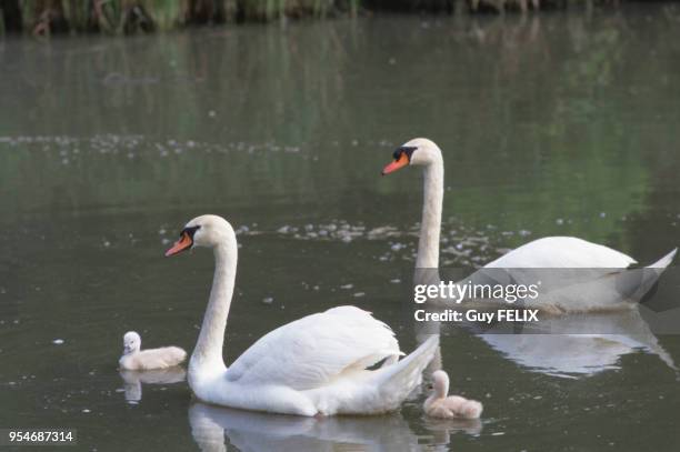 Couple de cygnes tuberculés sur un étang avec ses petits.