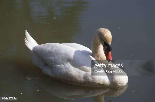 Cygne tuberculé sur un étang.