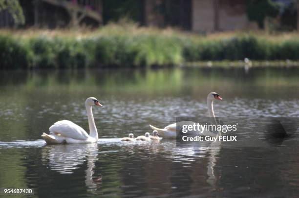 Couple de cygnes tuberculés sur un étang avec ses petits.