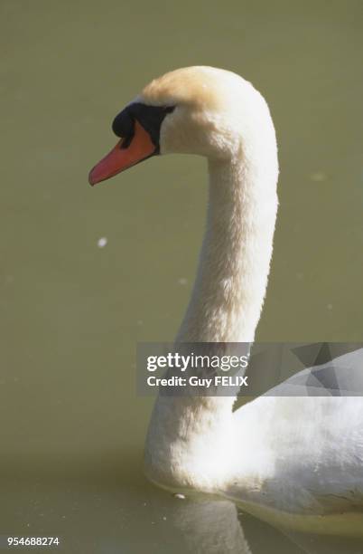 Cygne tuberculé sur un étang.