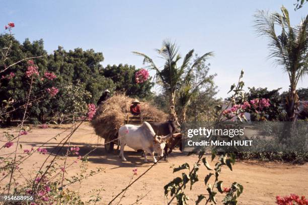 Paysans sur une charrette de foin dans la région de Keur Moussa, Sénégal.