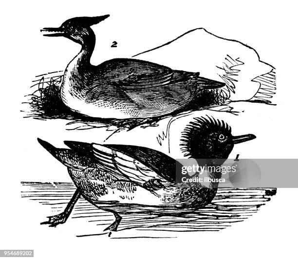 animals antique engraving illustration: red breasted merganser - mergus serrator stock illustrations