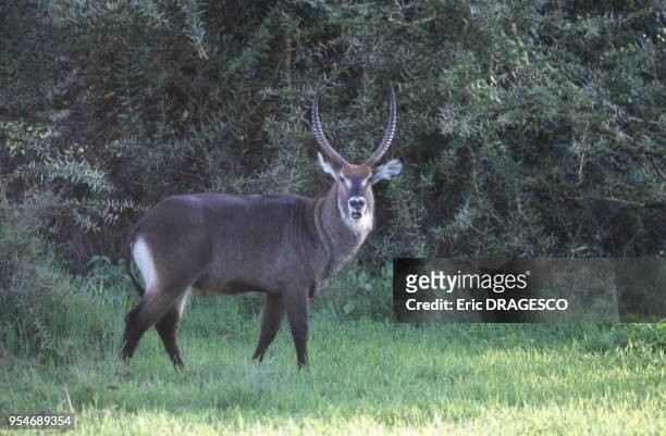 Antilope sing-sing mâle dans le Parc national du Serengeti, Tanzanie.
