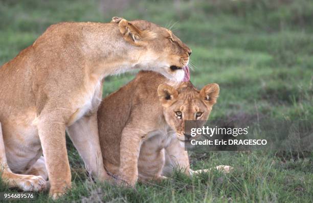 Lionne avec son petit dans le parc national du Serengeti, Tanzanie.