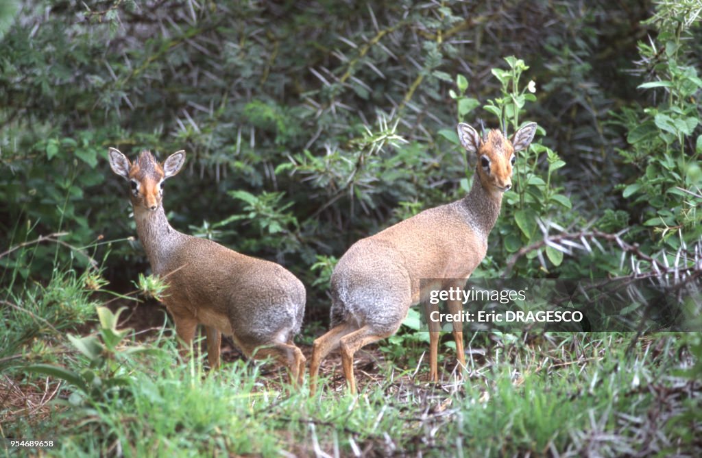 Dik-dik de Kirk en Namibie