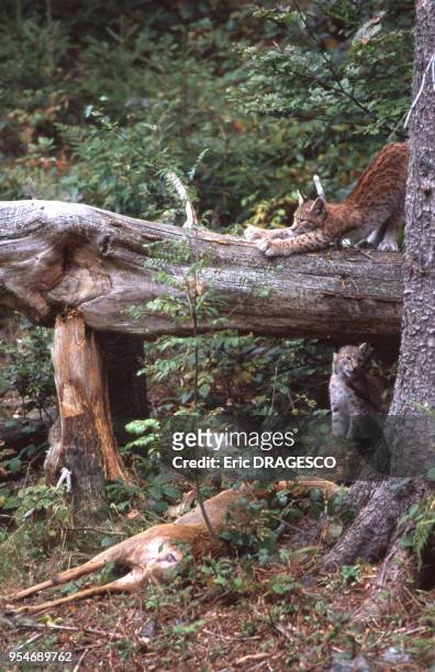 Lynx boréal qui s'étire sur un tronc d'arbre au-dessus de la proie qu'il a chassée.