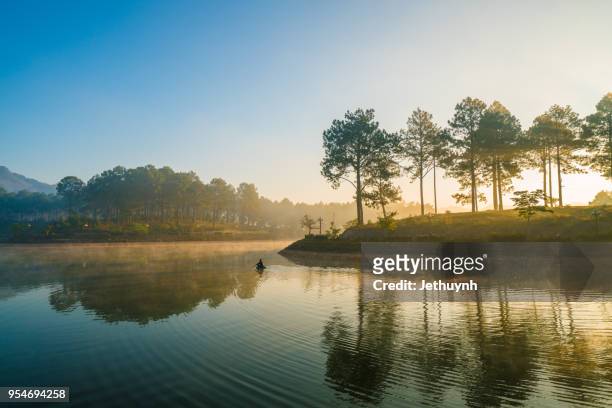 morning fog at pine forest with sunlight at moc chau, son la - son la province stock pictures, royalty-free photos & images
