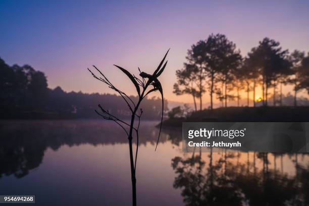 lizard and morning fog at pine forest sunrise at moc chau, son la - son la province stock pictures, royalty-free photos & images