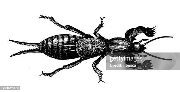 animals antique engraving illustration: mole cricket - mole cricket stock illustrations