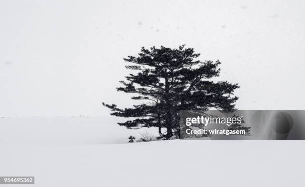 single tree in winter snowy field. - wiratgasem stock pictures, royalty-free photos & images